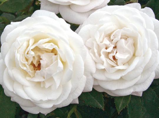 Closeup; 'Pearlescent' rose with pure white blooms, tinged pink when cooler