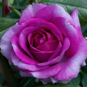 Closeup; ' Perfume Factory™' rose with dark purple blooms fading to lavender