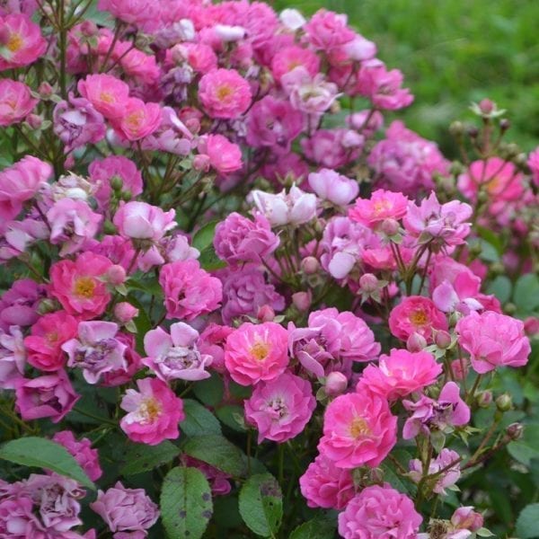 Small 'Pretty Polly Lavender' rose shrubs, with pastel lavender flowers in clusters