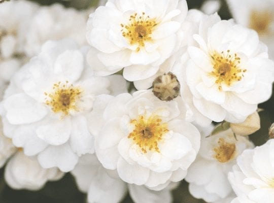 Closeup; 'Pretty Polly White' rose, white flowers w/ gold stamens