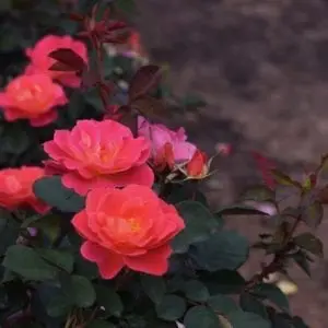 A Coral Miracle™ rose with rich, salmon-pink flowers