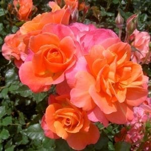 'Disneyland®' rose with apricot/orange/pink blooms
