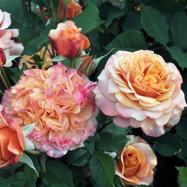 'Fun In The Sun™' rose; soft yellow, apricot/multi flowers
