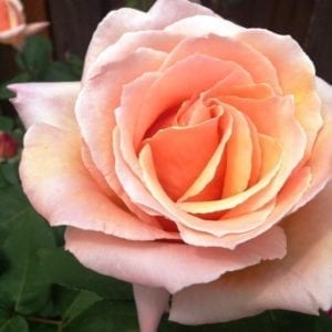 'Medallion' rose; rosy apricot, 7.5 inch flowers