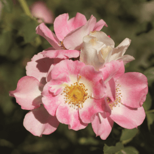 A 'Nearly Wild' rose shrub; pink flowers with a white center