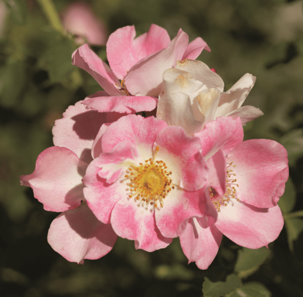 A 'Nearly Wild' rose shrub; pink flowers with a white center