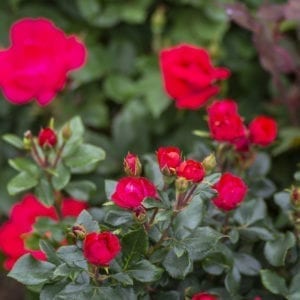 Closeup; a Petite Knock Out Rose® with cherry-red flowers