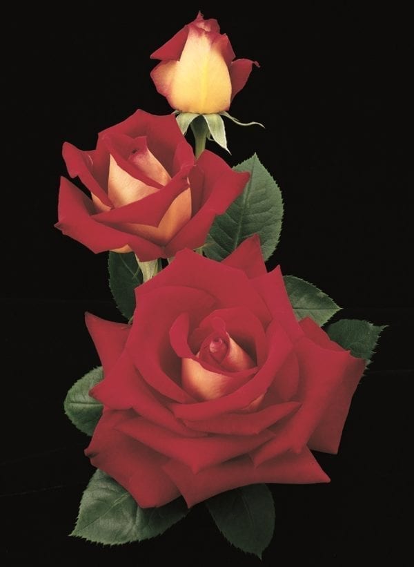 Closeup; 'Ninety-Niner' rose, velvet red with ivory reverse blooms