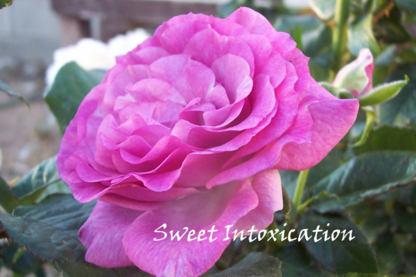 Closeup; 'Sweet Intoxication' rose with rich magenta, lavender reverse blooms