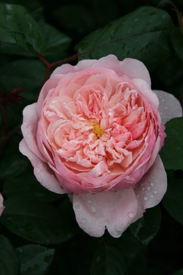 Closeup;  'The Alnwick® Rose' rose, rich, soft pink 2.75 inch flowers