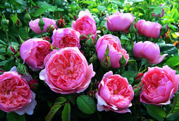 'The Alnwick® Rose' rose; rich, soft pink 2.75 inch flowers