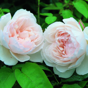 'The Generous Gardener®' rose; very soft pink 2.5 inch flowers