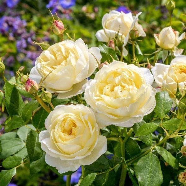'Vanessa Bell' rose;  rich yellow eye, paleing at edges, 3.75 inch flowers