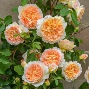 'Bathsheba' rose; apricot w/pink/yellow creamy outer, 4 inch flowers