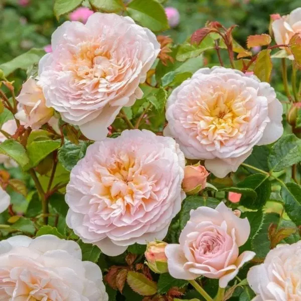 'Emily Brontë™' rose; soft peachy pink 4 inch flowers