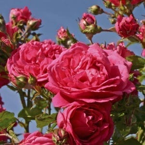 Laguna™ Arborose® – climbing rose (deep pink/magenta)