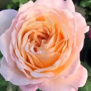 Closeup 'Sespe Sunrise' rose in bloom (pink/peach with a glow)