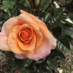 Closeup of a single Tangerine Skies (Arborose®) rose bloom